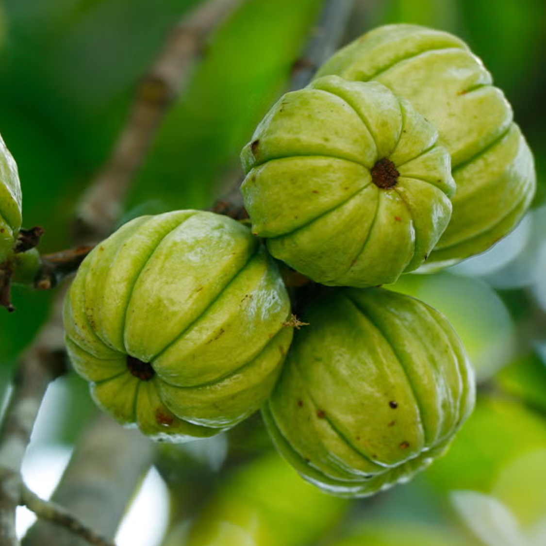 गार्सिनिया कैमबोज़िया (Garcinia Cambogia)